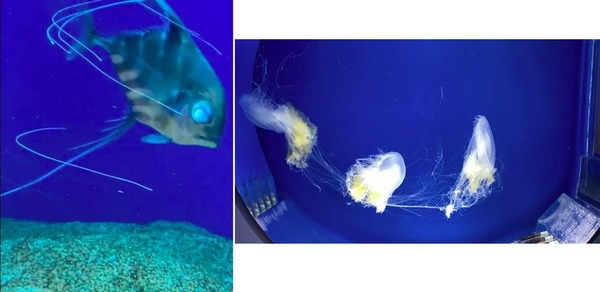 【虐待動物？】台灣 Xpark 人氣水族館  海洋生物現傷痕甚至斷肢