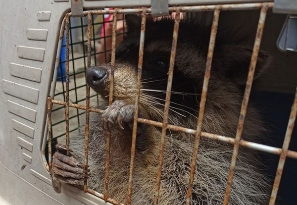 為食浣熊藏貨櫃「偷渡」去越南！捱過 35 天靠任食放題？