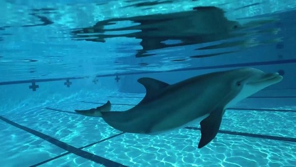 美國機械海豚超逼真  有望取代傳統動物表演
