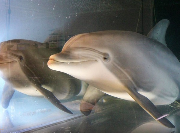 美國機械海豚超逼真  有望取代傳統動物表演