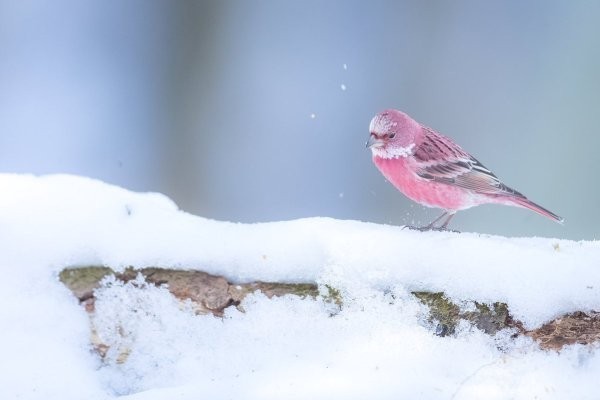 日本玫瑰粉紅小鳥爆紅！仙氣十足媲美「雪之妖精」