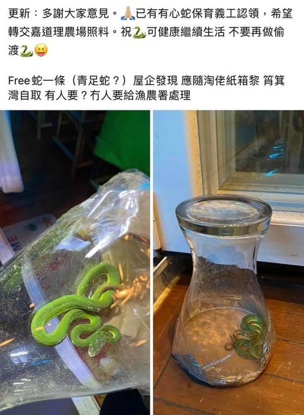 【極驚嚇】網民淘寶收「大禮」？速遞包裹藏活生生青竹蛇