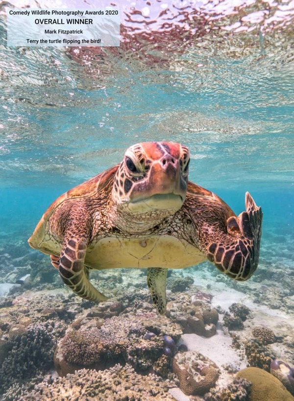 2020 搞笑動物攝影獎出爐  「中指」海龜眾望所歸奪冠