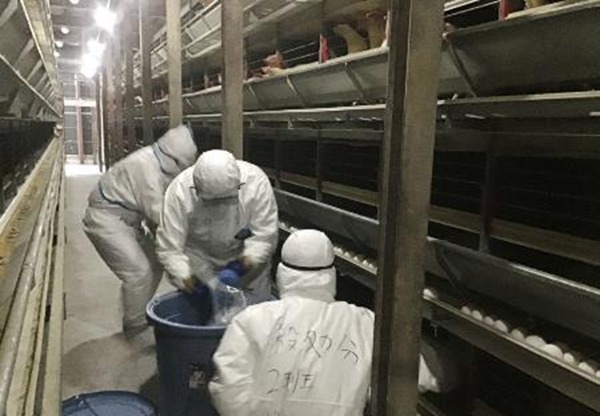 日本養雞場爆發禽流感  撲殺 33 萬隻雞暫停出口禽類產品