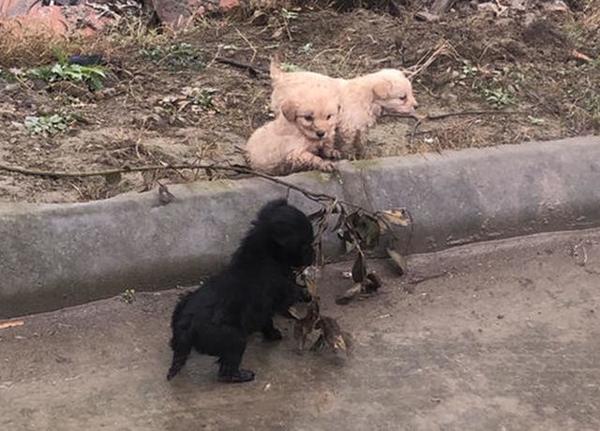 【結局有洋蔥】流浪狗媽媽骨瘦如柴  仍為狗 BB 四處覓食