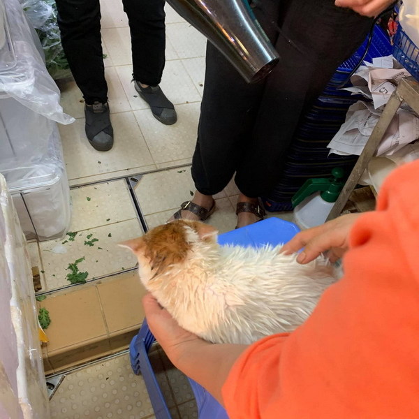 【虐待動物】大埔街市貓貓疑遭虐待  慘被浸不知名液體滿身「黐立立」