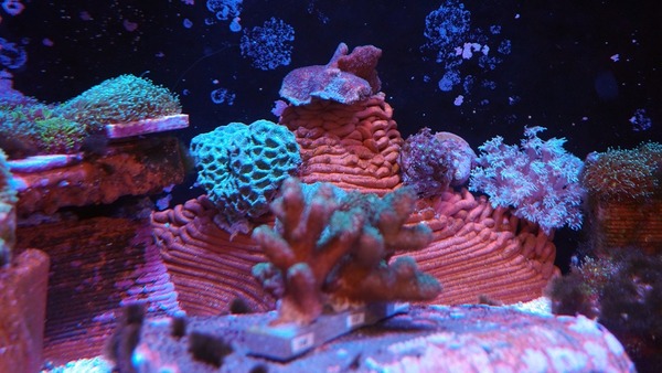 復育珊瑚新出路  港大團隊 3D 打印人工礁盤  