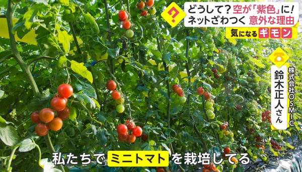 日本天空被詭異不祥紫光籠罩  罪魁禍首竟是甜番茄？