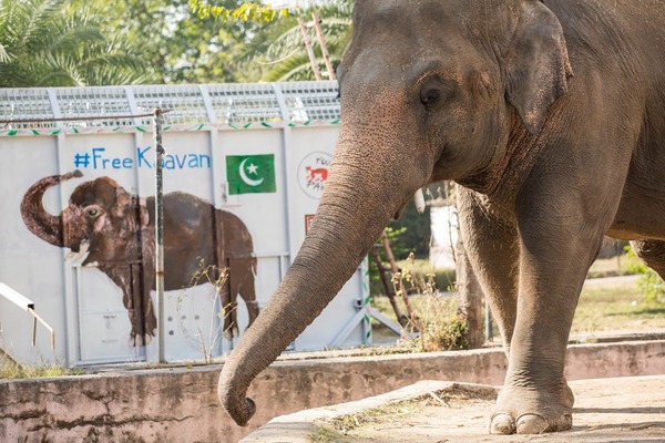 最寂寞大象被困 35 年獲釋 8 年來首遇同類場面感人