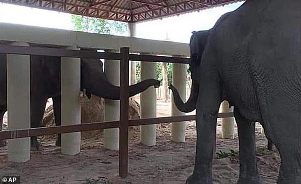 最寂寞大象被困 35 年獲釋 8 年來首遇同類場面感人