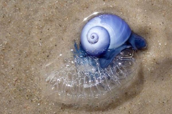 南非海灘驚現多隻藍色外星生物  原來是不能碰的「藍龍」