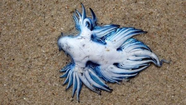 南非海灘驚現多隻藍色外星生物  原來是不能碰的「藍龍」