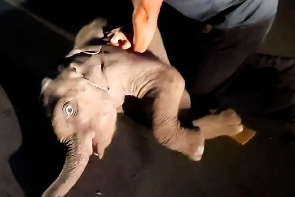 泰小象遭鐵騎撞飛奄奄一息 男子 CPR 奇蹟救回性命