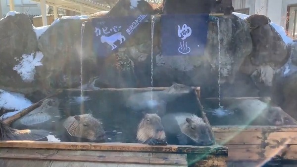 日本動物園浸溫泉比賽 那須水豚浸足 1 小時 44 分奪冠