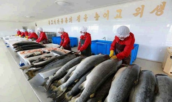 北韓亂入鮭魚之亂  稱「人民不用改名就能免費吃三文魚」