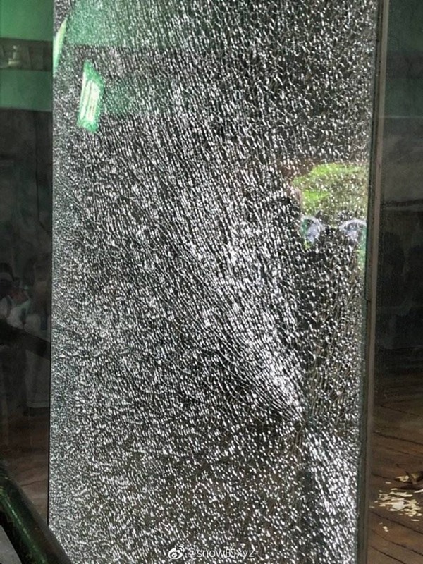 遊動物園見熊貓太興奮？館內鋼化玻璃遭小學生拍碎