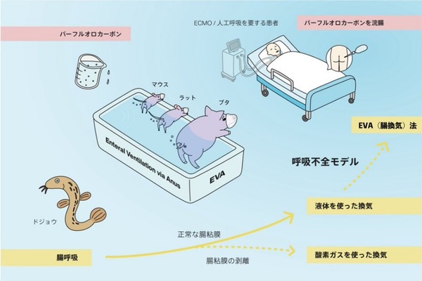 日本研究「EVA 肛門呼吸法」 哺乳動物可經腸道吸氧氣