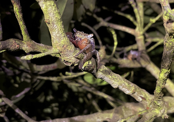 Apple iPhone 12 Pro Max 助生態專家記錄紅樹林夜間生態