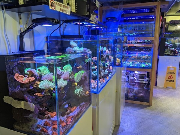【有片睇】海洋公園都未必睇到! 美麗珊瑚成港人新寵 善用科技養殖打卡沒難度！