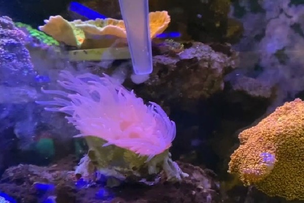 【有片睇】海洋公園都未必睇到! 美麗珊瑚成港人新寵 善用科技養殖打卡沒難度！