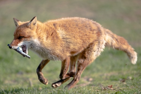 日本頑皮狐狸 搶走遊客手機四處跑