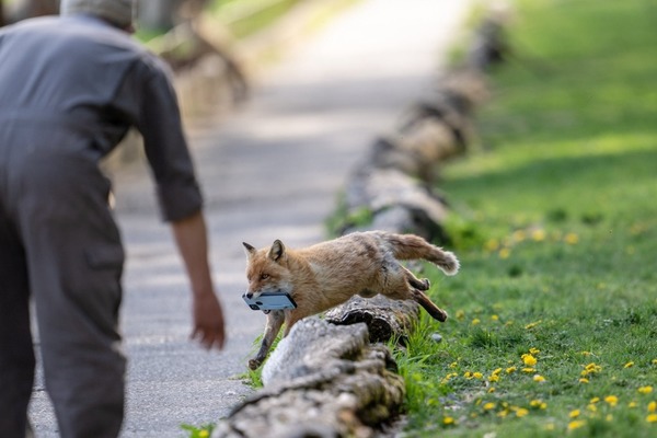 日本頑皮狐狸 搶走遊客手機四處跑