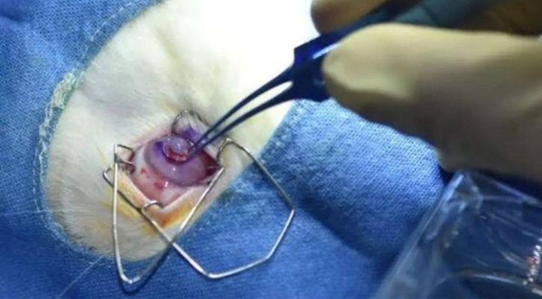 印度研 3D 打印眼角膜 兔子移植實驗成功未來可用於人類眼疾