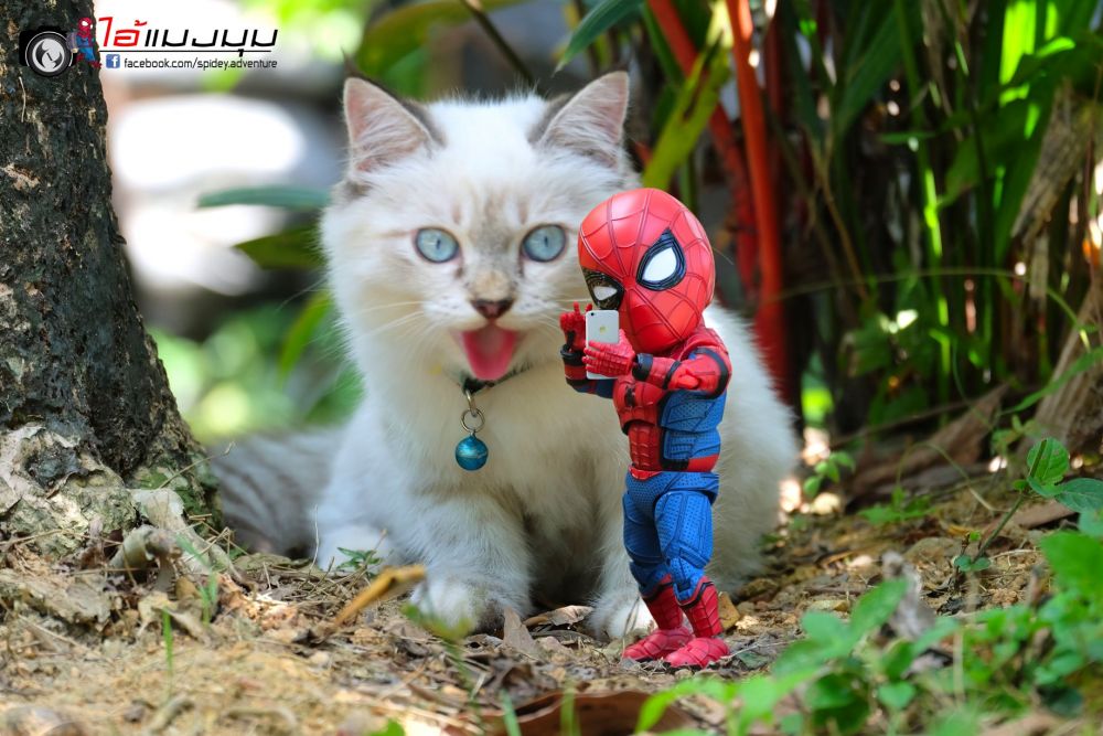蜘蛛俠 貓朋友 爆笑日常 ไอ้แมงมุม spidey adventure