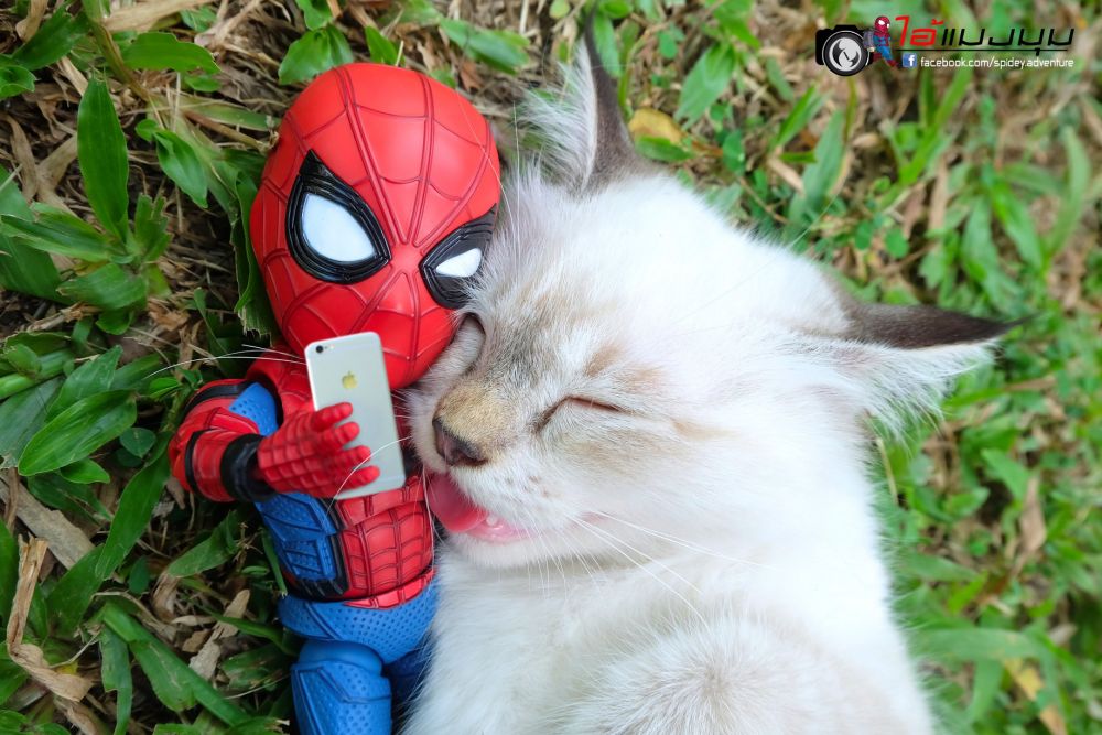 蜘蛛俠 貓朋友 爆笑日常 ไอ้แมงมุม spidey adventure