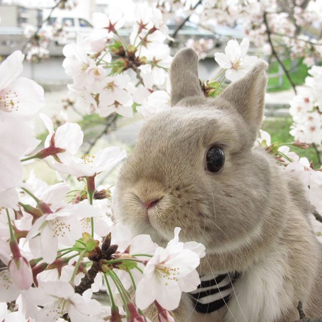 超上鏡日本兔仔跟主人去賞花!粉嫩櫻花+軟綿綿小兔!夢幻組合! 超上鏡日本兔仔跟主人去賞花!粉嫩櫻花+軟綿綿小兔!夢幻組合!
