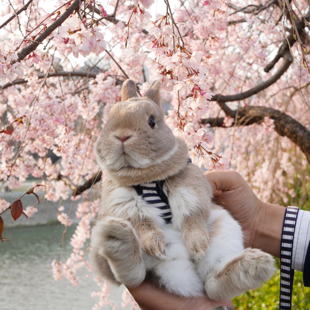 超上鏡日本兔仔跟主人去賞花！粉嫩櫻花+軟綿綿小兔！夢幻組合！