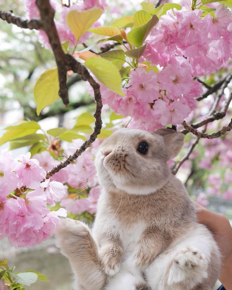 超上鏡日本兔仔跟主人去賞花！粉嫩櫻花+軟綿綿小兔！夢幻組合！