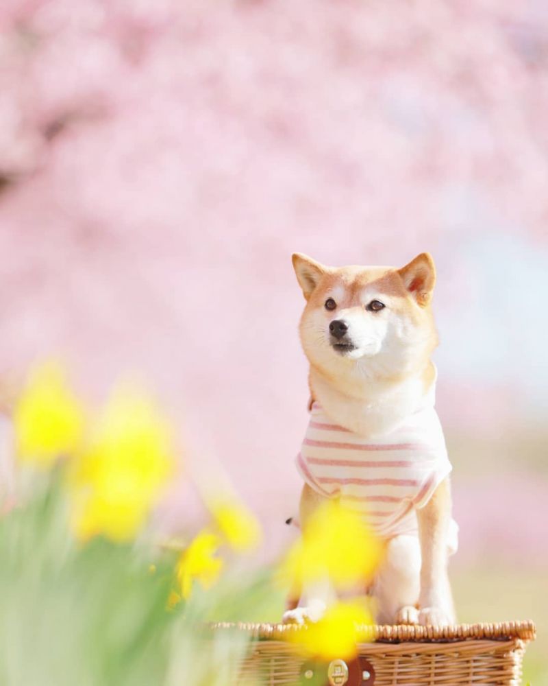櫻花下的可愛柴犬！美得像wallpaper！甜笑、撒嬌模樣都在此！