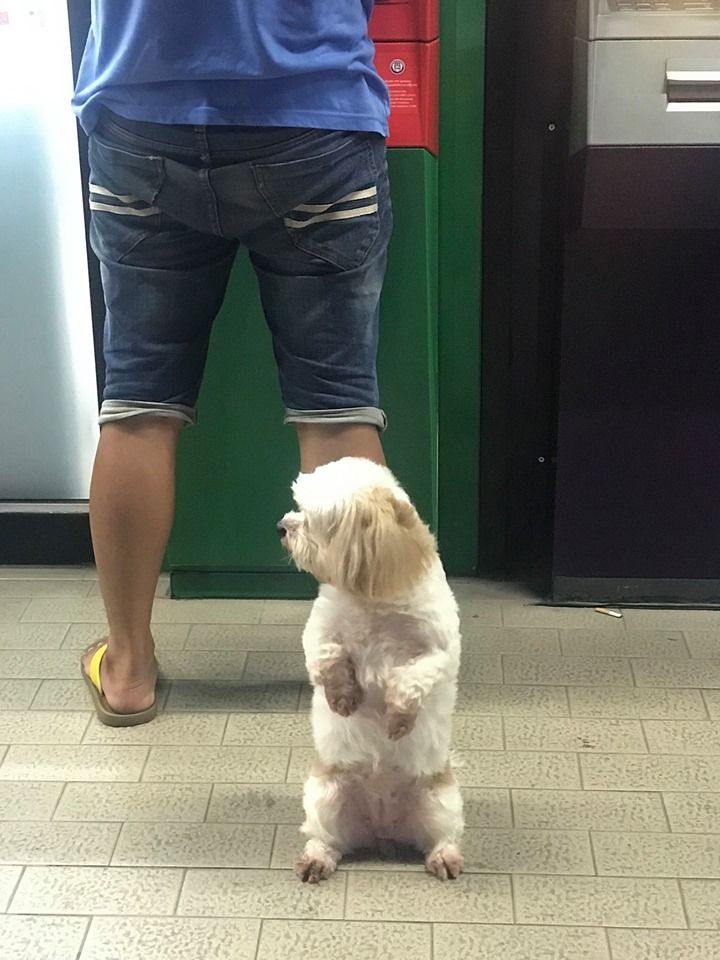 狗狗：今天我是你的守衛！呆萌西施站在主人身後 保護對方提款！