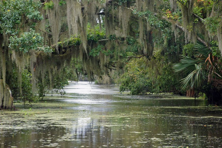 公主與青蛙 The Princess And The Frog  電影裡的New Orleans河口靈感來自美國路易斯安那州的沼澤湖泊，位於墨西哥灣沿岸，在這片湖邊有不少沼澤動物，森林密佈、地面濕潤，與動畫裡的場景差不多。