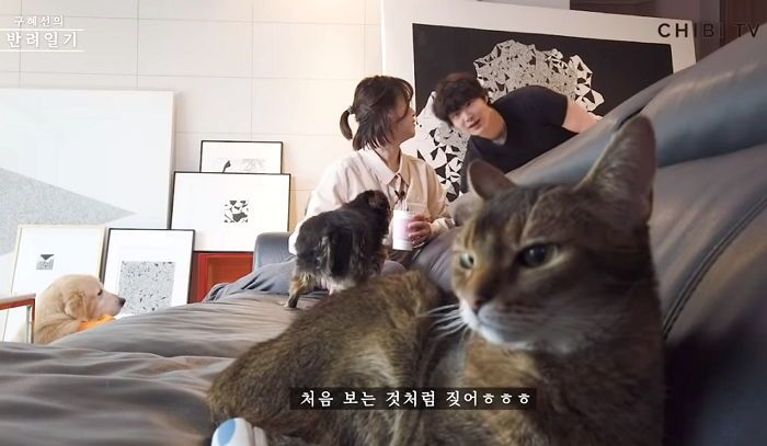 安宰賢6月曾在《具惠善的寵物日記》中驚喜登場，圖片來源： YouTube「CHIBi TV 치비티비」