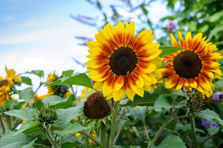 Leo 獅子座 - Sunflower 向日葵：鮮黃色最能代表外向、溫暖大方的你，如同色彩光亮的向日葵太陽般，為大自然添上光輝，帶給身邊的人來希望和快樂。常見的花語亦有「勇敢忠誠」的意思。