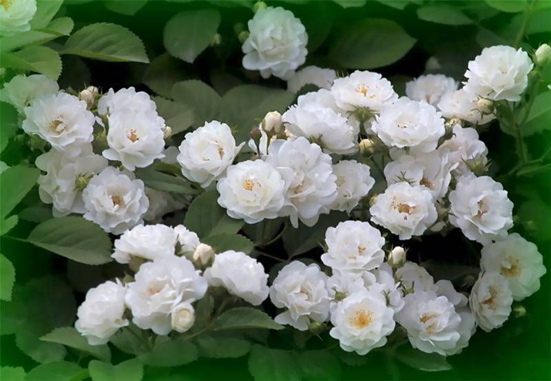 Cancer 巨蟹座 – White Rose 白薔薇：內心比較靈敏的巨蟹座和白色的花朵特別合襯，都喜歡寧靜的感覺、無憂無慮的感覺。而白色亦如一塊空白的畫板，容許對具有創意力的巨蟹座自由發揮，常見的花語亦有「天真純潔」的意思。