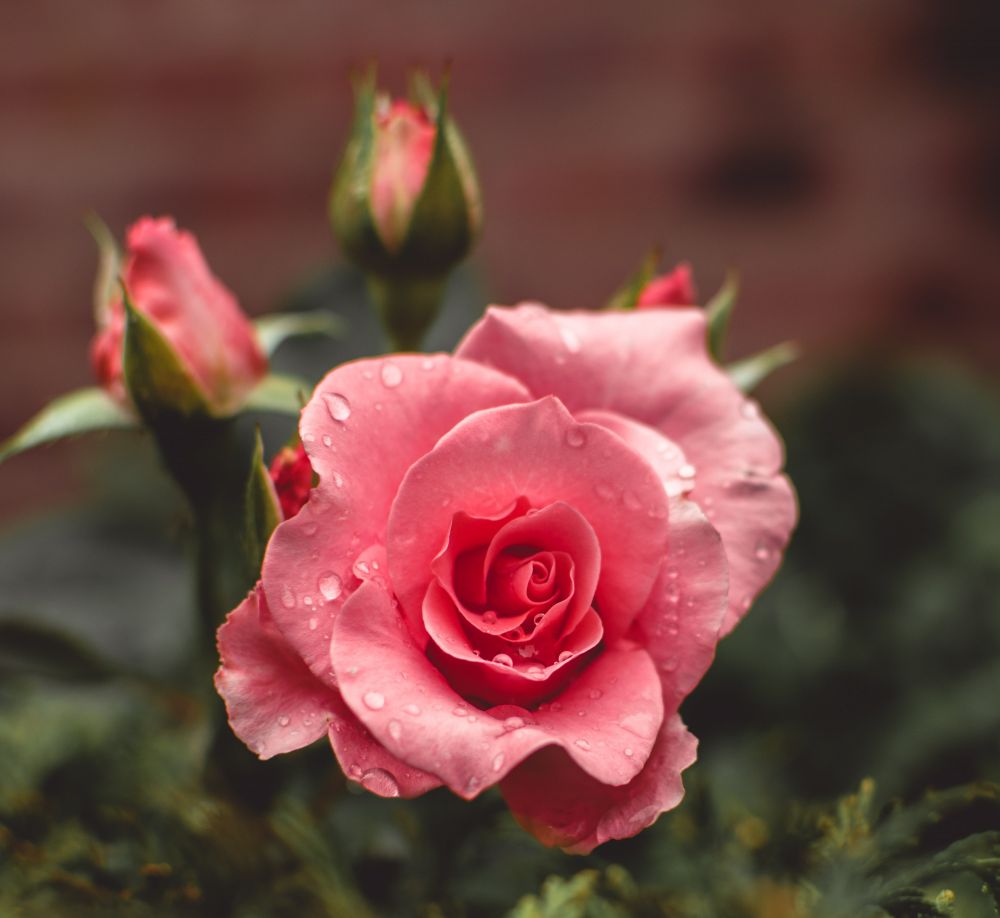 Libra 天秤座 – Rose 玫瑰：天秤座為人重視原則，對事情的對錯分明，總能拿捏得宜的平衡感。正如玫瑰花一樣，花朵上每片花瓣的長闊度相似，在室外內都能燦爛盛放，同時亦是愛情和浪漫的象徵。而常見的花語亦有「愛與美」的意思。