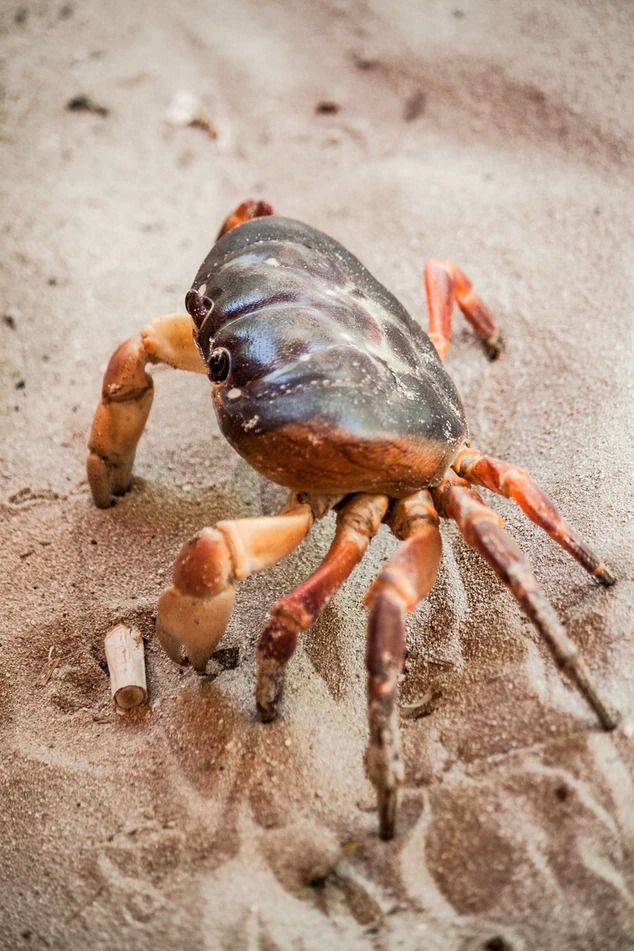 5. 螃蟹 (Crab): 第一眼看到螃蟹的你善於靈活變通，而且擁有小聰明，可以快速把想做的事情辦妥。儘管你的外表看起堅強、有時難以接近的感覺，但內心卻是溫柔可親，總會關心和照顧別人，和你相處亦很舒服安心。