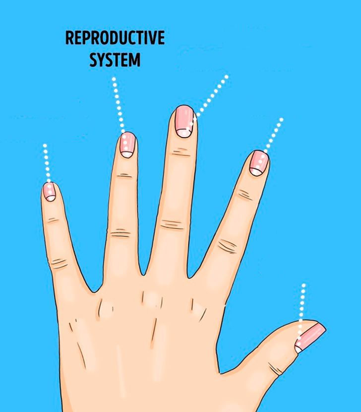 無名指：無名指的月牙則負責反映生殖器官以及淋巴系統的狀況。