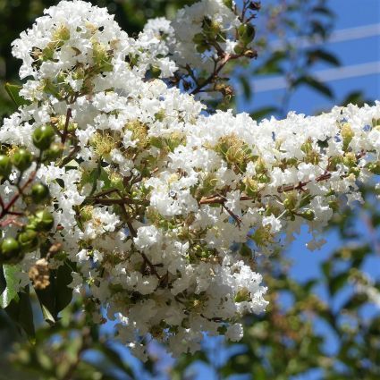 從1837年維多利亞女王的時期開始，英國王室的婚禮傳統中，直到2011年威廉王子和凱特王妃的婚禮，指名婚禮中的花束需要用到香桃木（MYRTLE），香桃木的花語就是象徵着愛情和婚姻的好運。