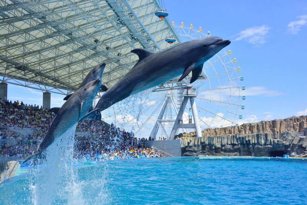 B海豚表演。 如果選擇「海豚表演」，有著動態跳躍的海豚秀，絕對是水族館中大受歡迎的項目之一。
