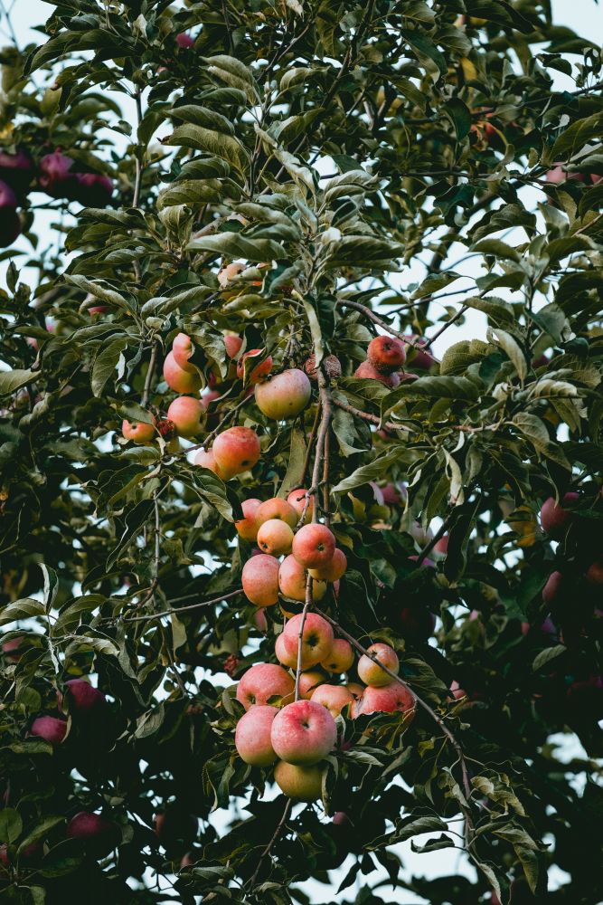 6. 夢見摘水果｜ 如果在夢中出現果樹，你正從樹上摘下紅、黃的水果，代表你將會有很好的姻緣。
