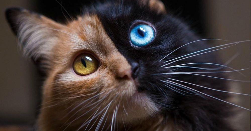 這些情況亦會在動物身上出現。這種臉部出現兩種顏色的貓咪就是「嵌合體」。