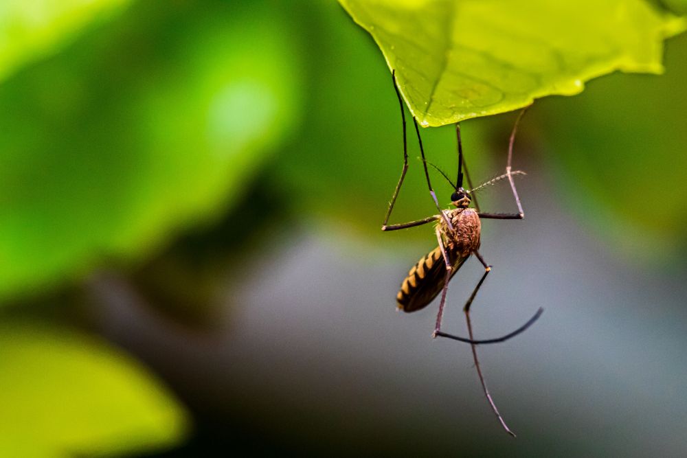 原來，最適合蚊子生存的氣温介乎25℃至30℃，超出這個範圍，它們的活躍程度會下降，因變得遲鈍而不會咬人。