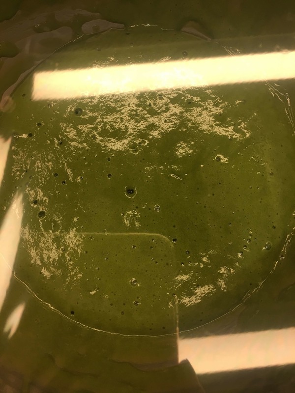 和風免焗甜點!多餡抹茶紅豆銅鑼燒