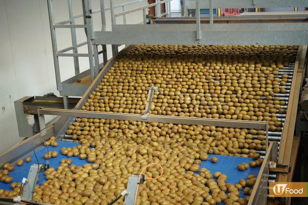 紐西蘭奇異果生產 篩選+包裝+出口 