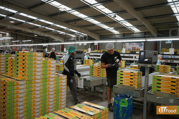 紐西蘭奇異果生產 篩選+包裝+出口 