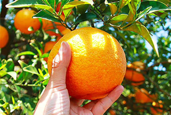 日本Häagen-Dazs夏日口味新登場　柑橘味／白桃紅茶撻味雪糕